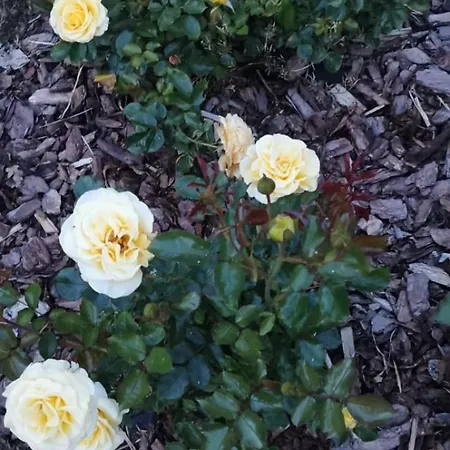 Prázdninový dům Violin House