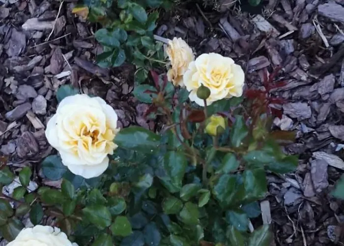 Dom wakacyjny Violin House